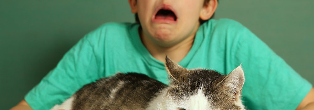 boy allergic to cats-do air purifiers and dehumidifiers help with allergies?